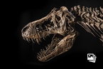 一具白垩纪霸王龙化石将在香港拍卖 长12.2米重1.4吨