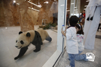 国际熊猫日：盘点旅居海外的熊猫使者