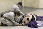 一渡海峡14载 大陆赠台熊猫“团团”于19日去世