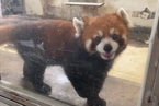 环保组织向四川多地警方申请公开涉案小熊猫信息