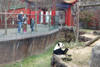 旅美大熊猫“乐乐”去世 死因尚未确定