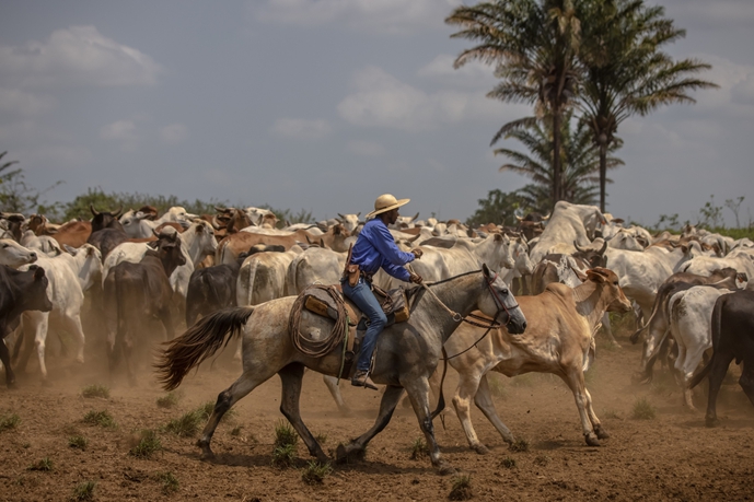 Ranchers herd cattle on a farm in Xinguara in the Brazilian state of Para in October 2021. Photo: Bloomberg