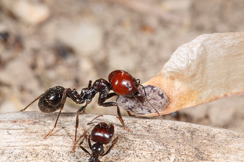 科学家构造转基因蚂蚁研究蚂蚁接受警报信息机制