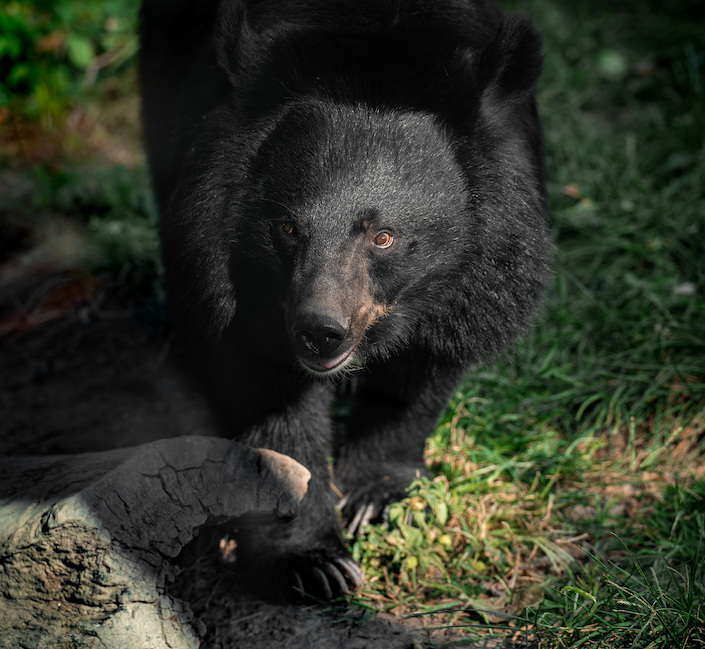 An Asiatic Black Bear in September 2022. Photo: VCG