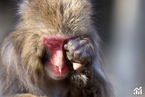 不少猴子表情包和视频背后，可能是隐秘的动物虐待｜热议