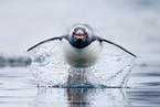禽流感逼近南极洲 200多只巴布亚企鹅染病死亡
