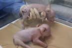 日本诞生可供器官移植的克隆猪 拟明年移植猪肾到人体