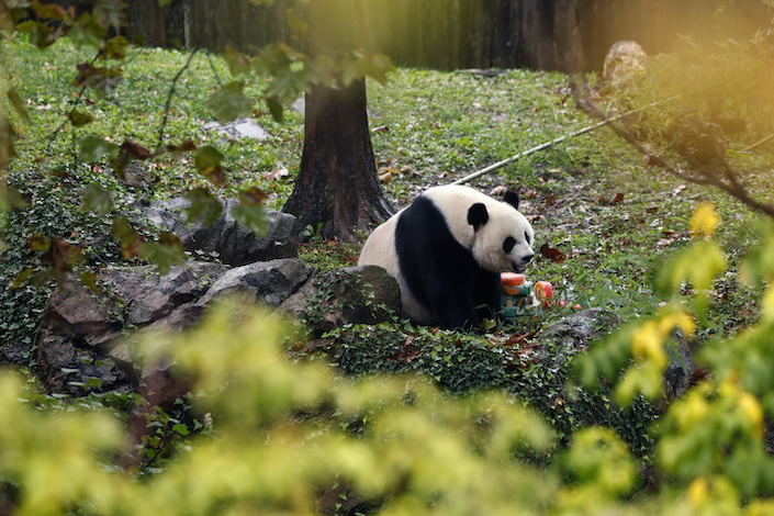 Giant panda Mei Xiang eats a frozen fruit cake at the Smithsonian National Zoo in Washington, DC, in Sept. 2023