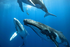 研究：鲸鱼为何会唱歌？须鲸进化出特化喉部结构