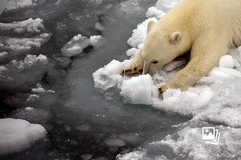 世界北极熊日：气候变迁中北极熊的生存危机
