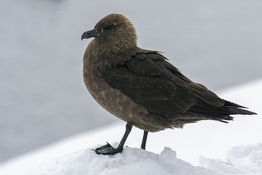 禽流感首次抵达南极大陆 或对1亿只鸟类影响巨大