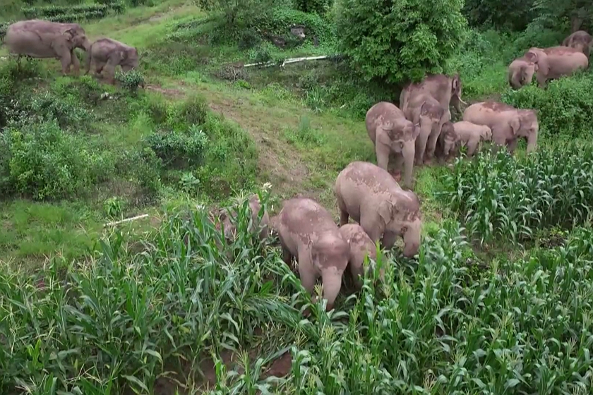5项亚洲象保护地方标准实施 涉栖息地修复、食源地建设等