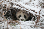 封面报道｜大熊猫放归实验20年 它们如何学会野外生存？