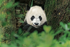 Cover Story: Survival of the Fittest — China’s Captive-Bred Pandas Get New Life in the Wild