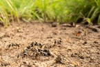 研究：蚂蚁的多样性与被子植物繁盛息息相关