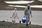 禽流感首次在南极洲大规模传播