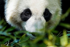 中国野保协会与旧金山动物园开展大熊猫国际保护合作