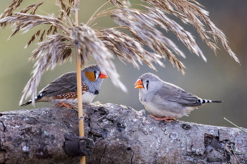 研究：孵化前处于噪音环境会影响鸟类终身健康