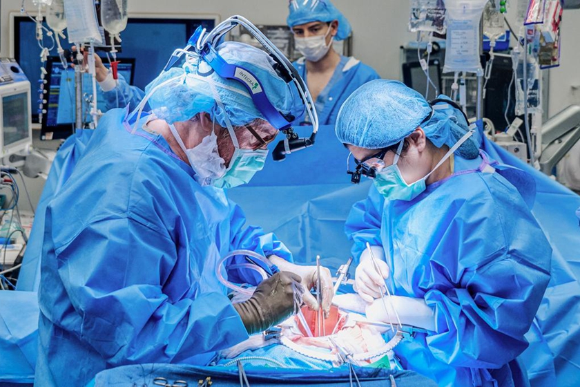 美团队完成世界首例机械心脏泵与猪肾脏联合移植手术